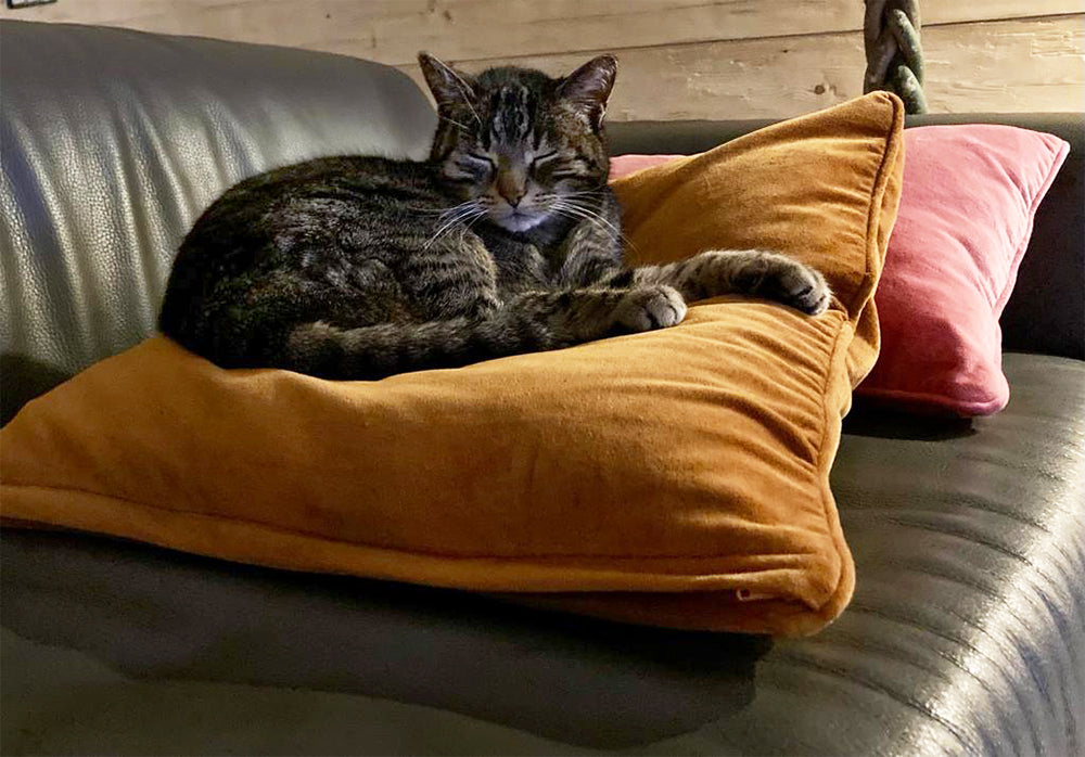 Bungalow Samtkissen “Caramel”